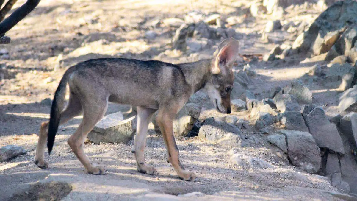 Coyote en Hermosillo